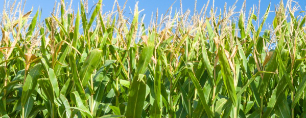 corn plants and blue sky